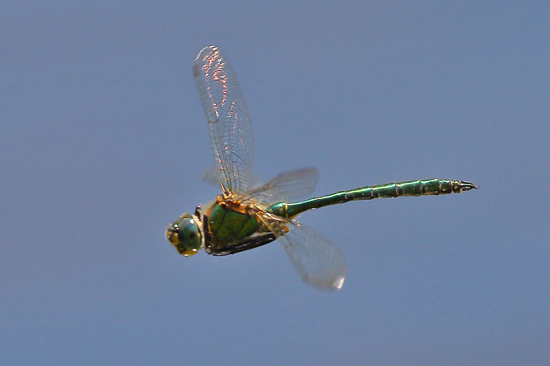 J18_1358 Somatochlora metallica male.JPG